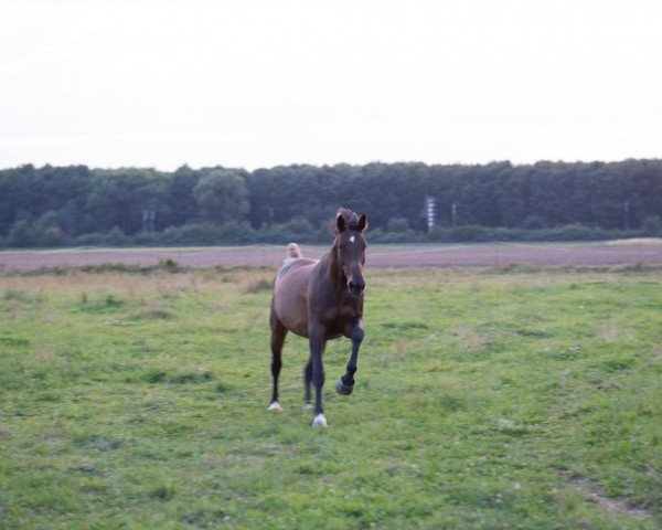 broodmare Galaktika 9 (Oldenburg, 1994, from Grand Amour)