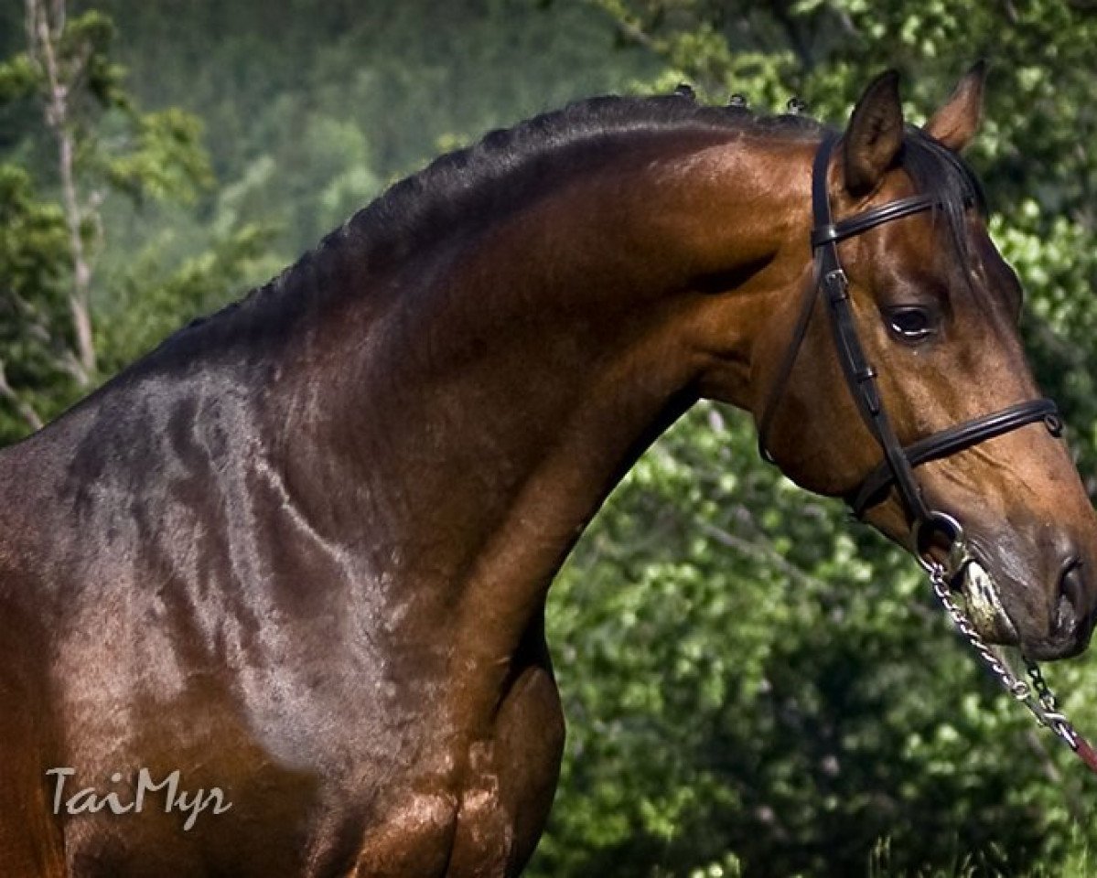 Deckhengst Corleone Z (Zangersheide Reitpferd, 1997, von Coriall 2)