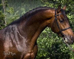 stallion Corleone Z (Zangersheide riding horse, 1997, from Coriall 2)