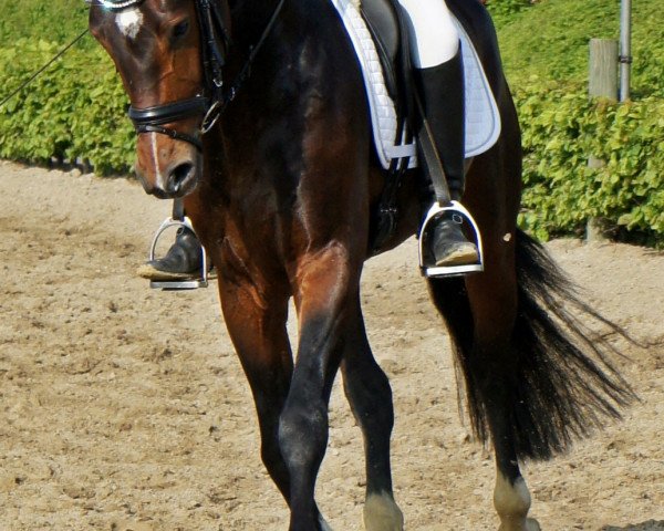 dressage horse Top Secret 54 (German Riding Pony, 2009, from Top Secret II)