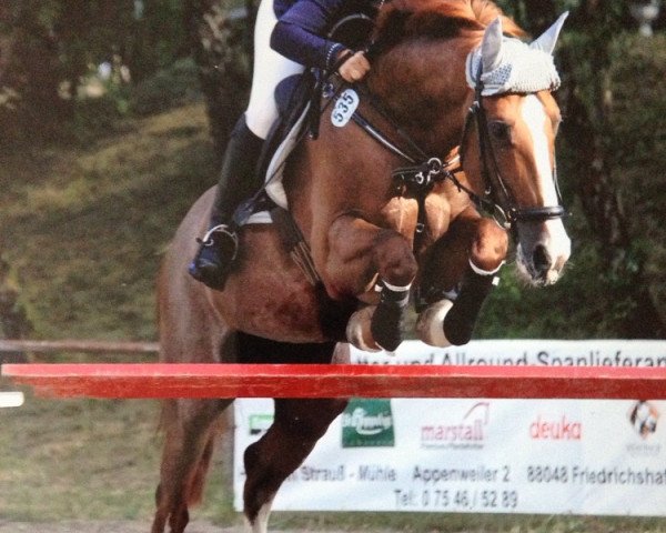 stallion Sunny (Dutch Warmblood, 1999, from Heartbreaker)