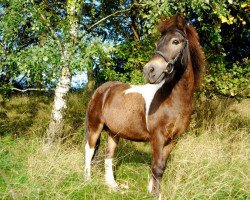 Dressurpferd Peter (Shetland Pony, 1994, von Jerry)