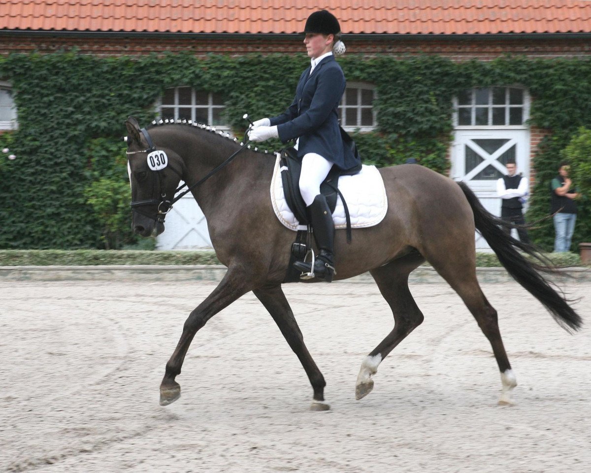 dressage horse De Finessa (German Riding Pony, 2003, from Dornik B)