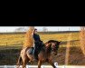 dressage horse Saint Maurice (Hanoverian, 2008, from St. Moritz)