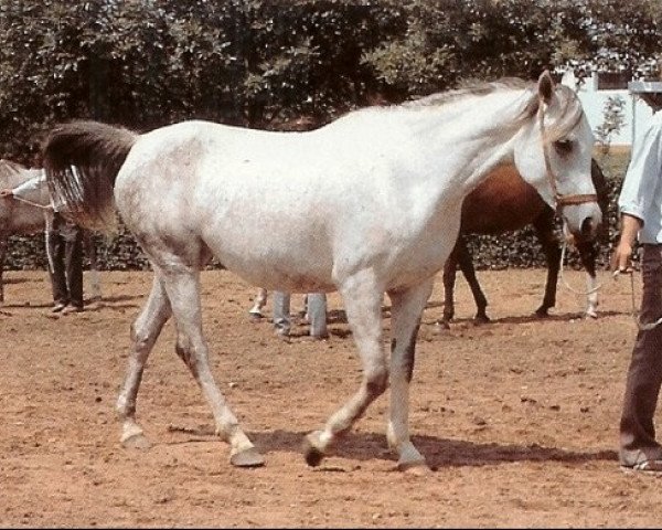 Zuchtstute Nigira 1978 ox (Vollblutaraber, 1978, von Aswan 1958 EAO)