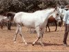 broodmare Nigira 1978 ox (Arabian thoroughbred, 1978, from Aswan 1958 EAO)