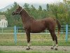 broodmare Energia 1988 ox (Arabian thoroughbred, 1988, from Esplendor 1983 ox)