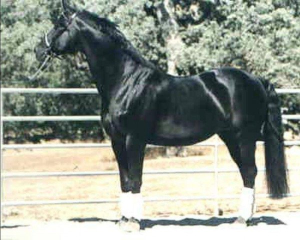 stallion Madison (Hanoverian, 1984, from Matcho AA)