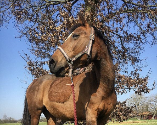 Pferd Foxy (Holländisches Reitpony, 1996)