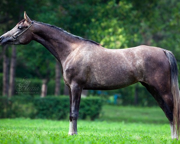 broodmare Epokha 2008 ox (Arabian thoroughbred, 2008, from Piligrim 1991 ox)