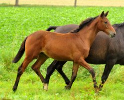 horse Valenta (Trakehner, 2015, from Oliver Twist)