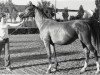 broodmare Malva 1961 ox (Arabian thoroughbred, 1965, from Arax 1952 ox)