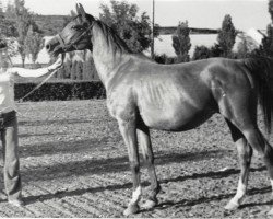 broodmare Malva 1961 ox (Arabian thoroughbred, 1965, from Arax 1952 ox)