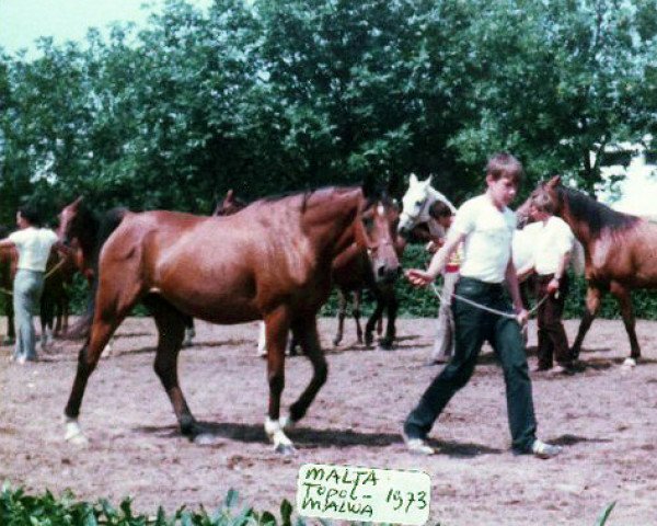 broodmare Malta 1973 ox (Arabian thoroughbred, 1973, from Topol 1958 ox)