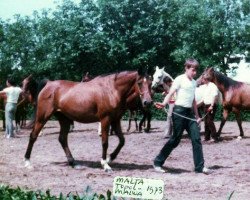 Zuchtstute Malta 1973 ox (Vollblutaraber, 1973, von Topol 1958 ox)