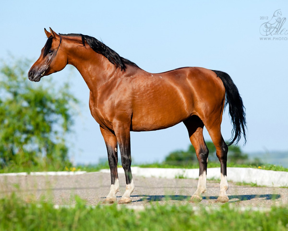 stallion Ansambl 2000 ox (Arabian purebred, 2000, from Balaton 1982 ox)