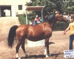 broodmare Nemezida 1967 ox (Arabian thoroughbred, 1967, from Arax 1952 ox)