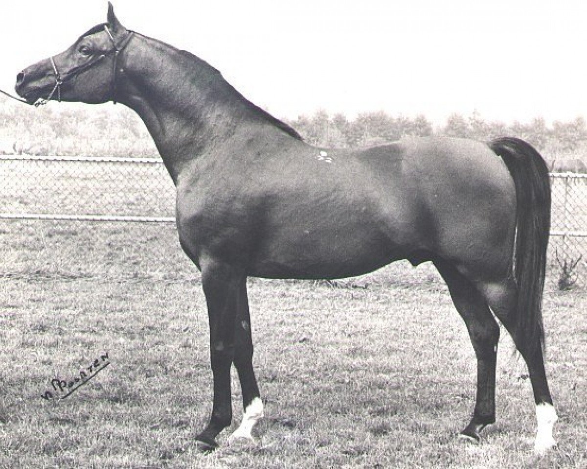 stallion Antej 1972 ox (Arabian purebred, 1972, from Aswan 1958 EAO)