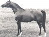 stallion Antej 1972 ox (Arabian thoroughbred, 1972, from Aswan 1958 EAO)