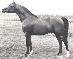 stallion Antej 1972 ox (Arabian thoroughbred, 1972, from Aswan 1958 EAO)