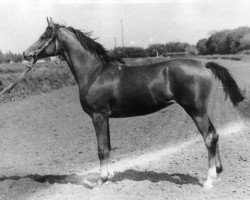 broodmare Amunicia 1981 ox (Arabian thoroughbred, 1981, from Antej 1972 ox)