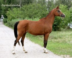 broodmare Artemida 1991 ox (Arabian thoroughbred, 1991, from Mukomol 1979 ox)