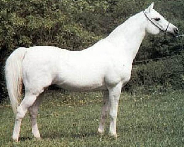 stallion Palas ox (Arabian thoroughbred, 1968, from Aswan 1958 EAO)