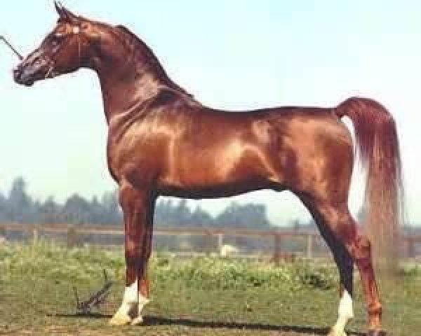 stallion Monogramm 1985 ox (Arabian thoroughbred, 1985, from Negatraz 1971 ox)