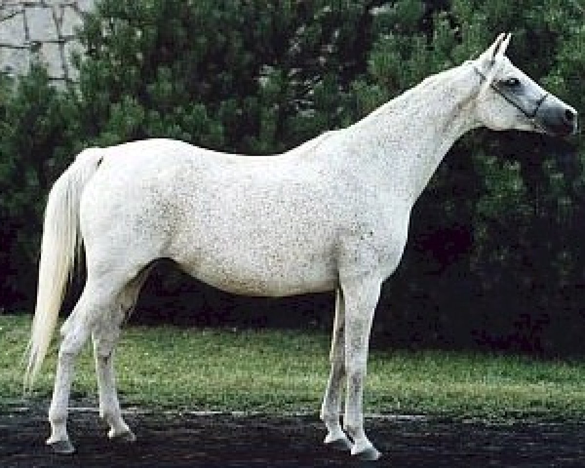 broodmare Emigracja 1980 ox (Arabian purebred, 1980, from Palas ox)