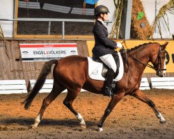 dressage horse Bugatti Vom Immenhof (German Riding Pony, 2005, from Black Boy)