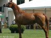 broodmare Emocja 1995 ox (Arabian thoroughbred, 1995, from Monogramm 1985 ox)