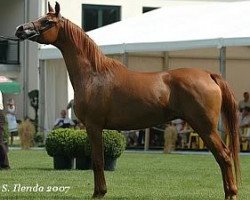 broodmare Emocja 1995 ox (Arabian thoroughbred, 1995, from Monogramm 1985 ox)