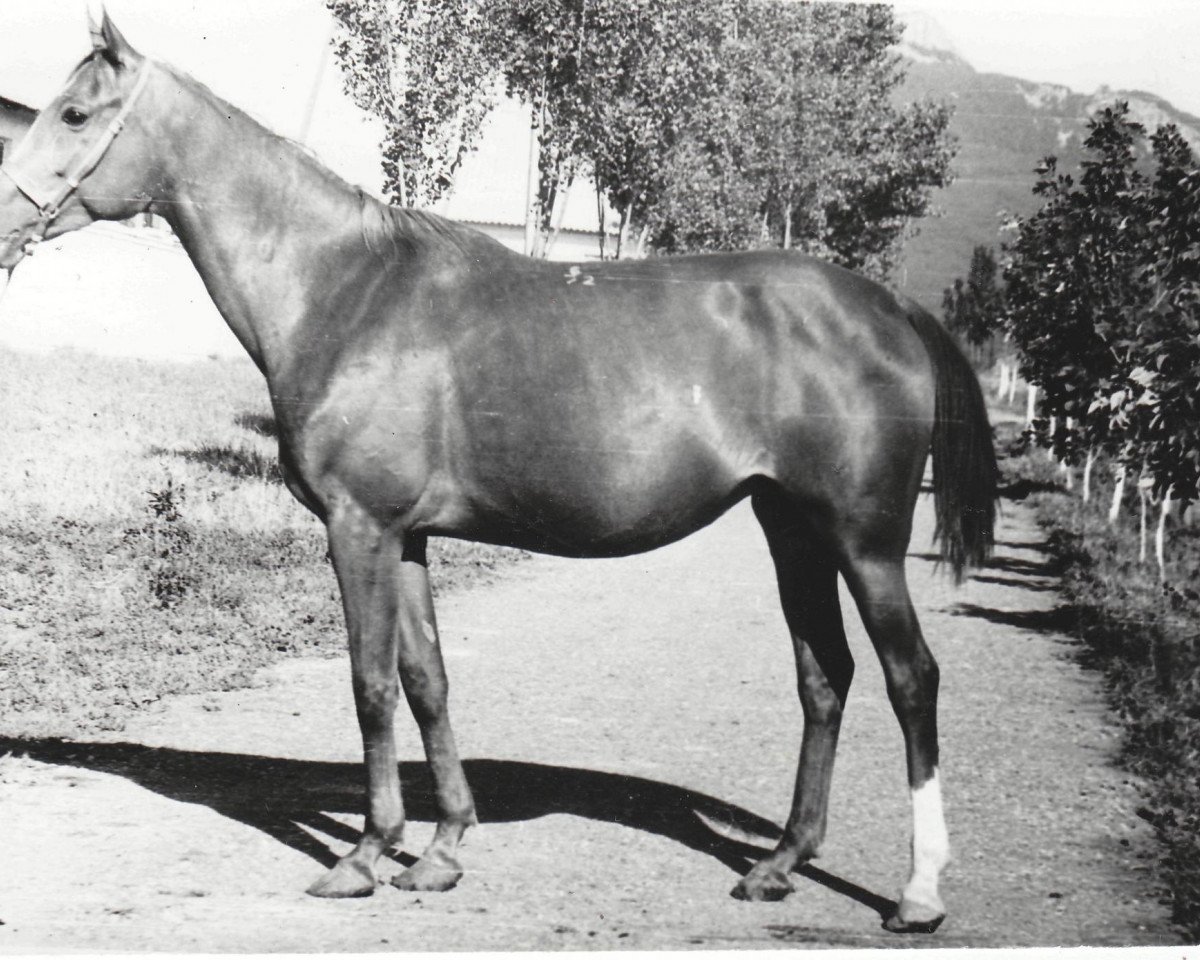 broodmare Talantlivaia ox (Arabian purebred, 1972, from Aswan 1958 EAO)
