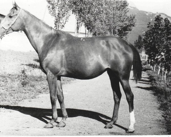 broodmare Talantlivaia ox (Arabian thoroughbred, 1972, from Aswan 1958 EAO)