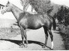 broodmare Talantlivaia ox (Arabian thoroughbred, 1972, from Aswan 1958 EAO)