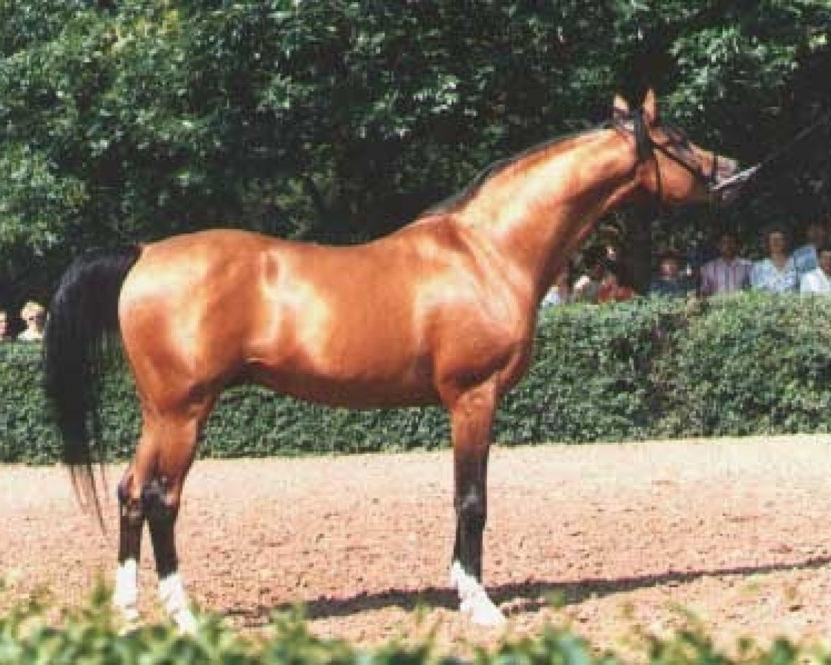 stallion Tallin 1978 ox (Arabian purebred, 1978, from Nabeg 1966 ox)