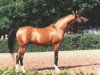 stallion Tallin 1978 ox (Arabian thoroughbred, 1978, from Nabeg 1966 ox)