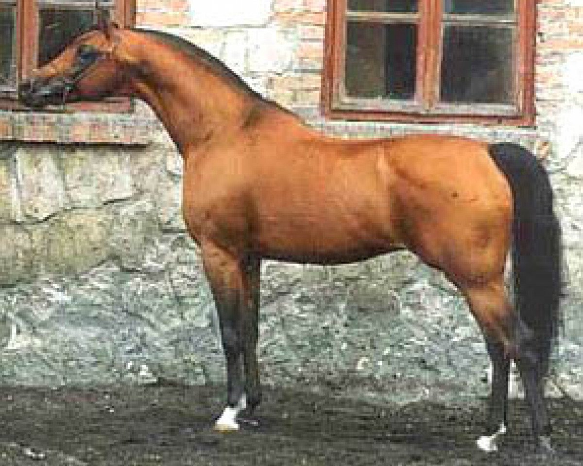 stallion Wojslaw ox (Arabian purebred, 1986, from Tallin 1978 ox)