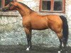 stallion Wojslaw ox (Arabian thoroughbred, 1986, from Tallin 1978 ox)