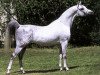 stallion Werbum 1995 ox (Arabian thoroughbred, 1995, from Wojslaw ox)