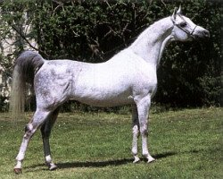 stallion Werbum 1995 ox (Arabian thoroughbred, 1995, from Wojslaw ox)