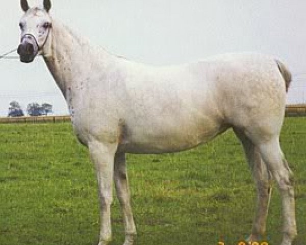 broodmare Ernestyna 1989 ox (Arabian thoroughbred, 1989, from Piechur ox)