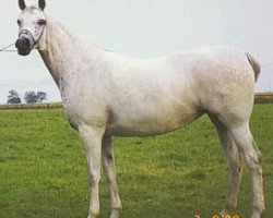 Zuchtstute Ernestyna 1989 ox (Vollblutaraber, 1989, von Piechur ox)