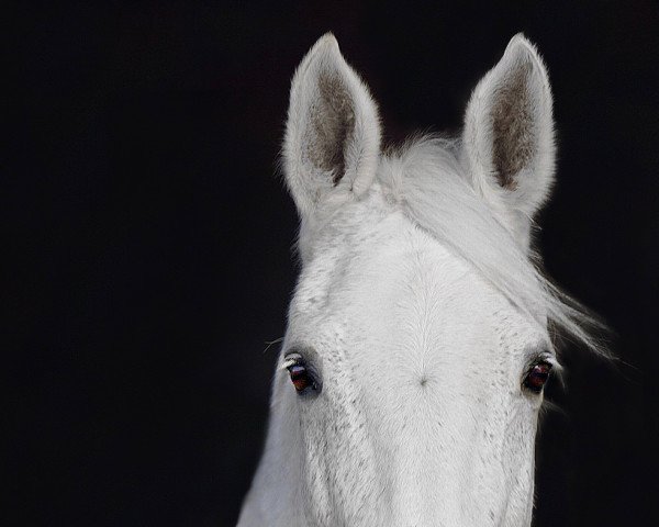 horse Eurogirl (Rhinelander, 1998, from Ehrentraum)