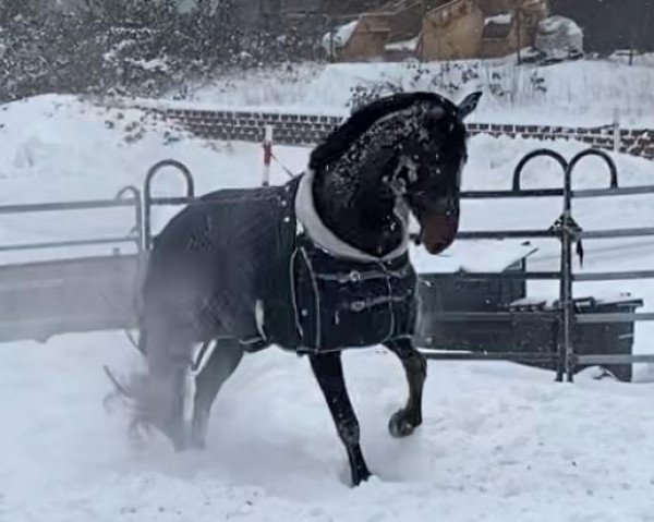 dressage horse Flowerpower 5 (Hanoverian, 2014, from Fidertanz)