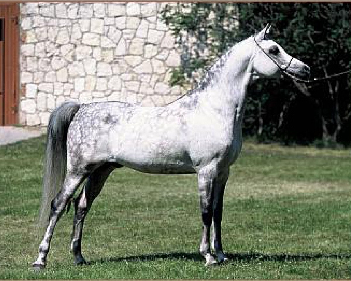 stallion Ekstern 1994 ox (Arabian purebred, 1994, from Monogramm 1985 ox)