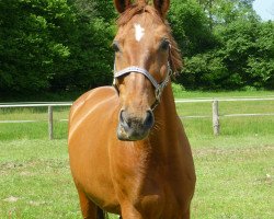 horse Wiskat (Mecklenburg, 1995, from Wenzel II)