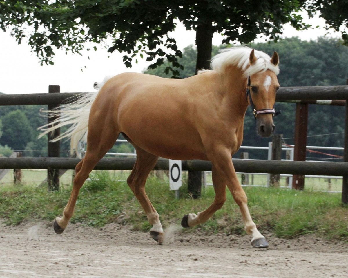 Dressurpferd Anakin Skywalker 3 (Deutsches Reitpony, 2009, von A Gorgeous)