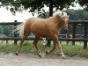 Dressurpferd Anakin Skywalker 3 (Deutsches Reitpony, 2009, von A Gorgeous)