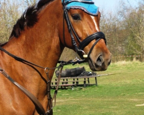 jumper Woodstock (Mecklenburg, 2008, from Wind Dancer)